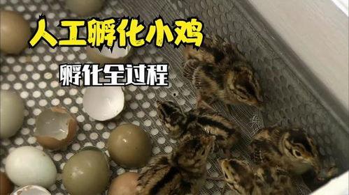 人工小鸡孵化过程视频,从受精到破壳而出