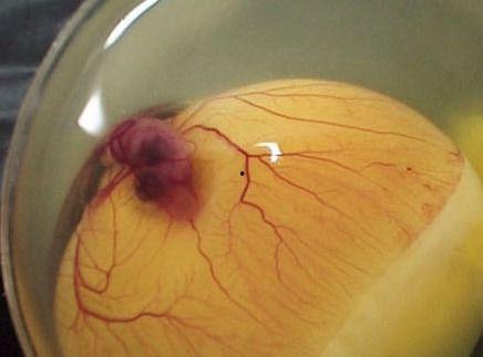 人工小鸡孵化过程视频,从受精到破壳而出