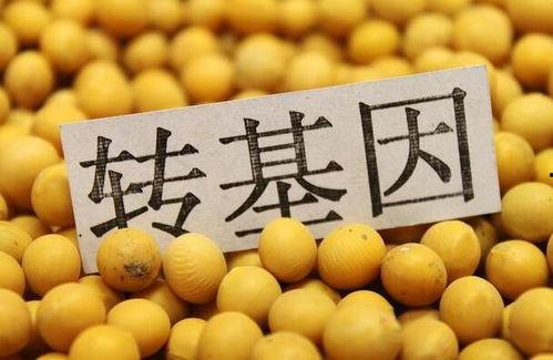 转基因食品视频,视频深度解析与科学解读