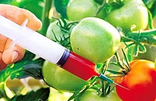 转基因食品视频,视频深度解析与科学解读